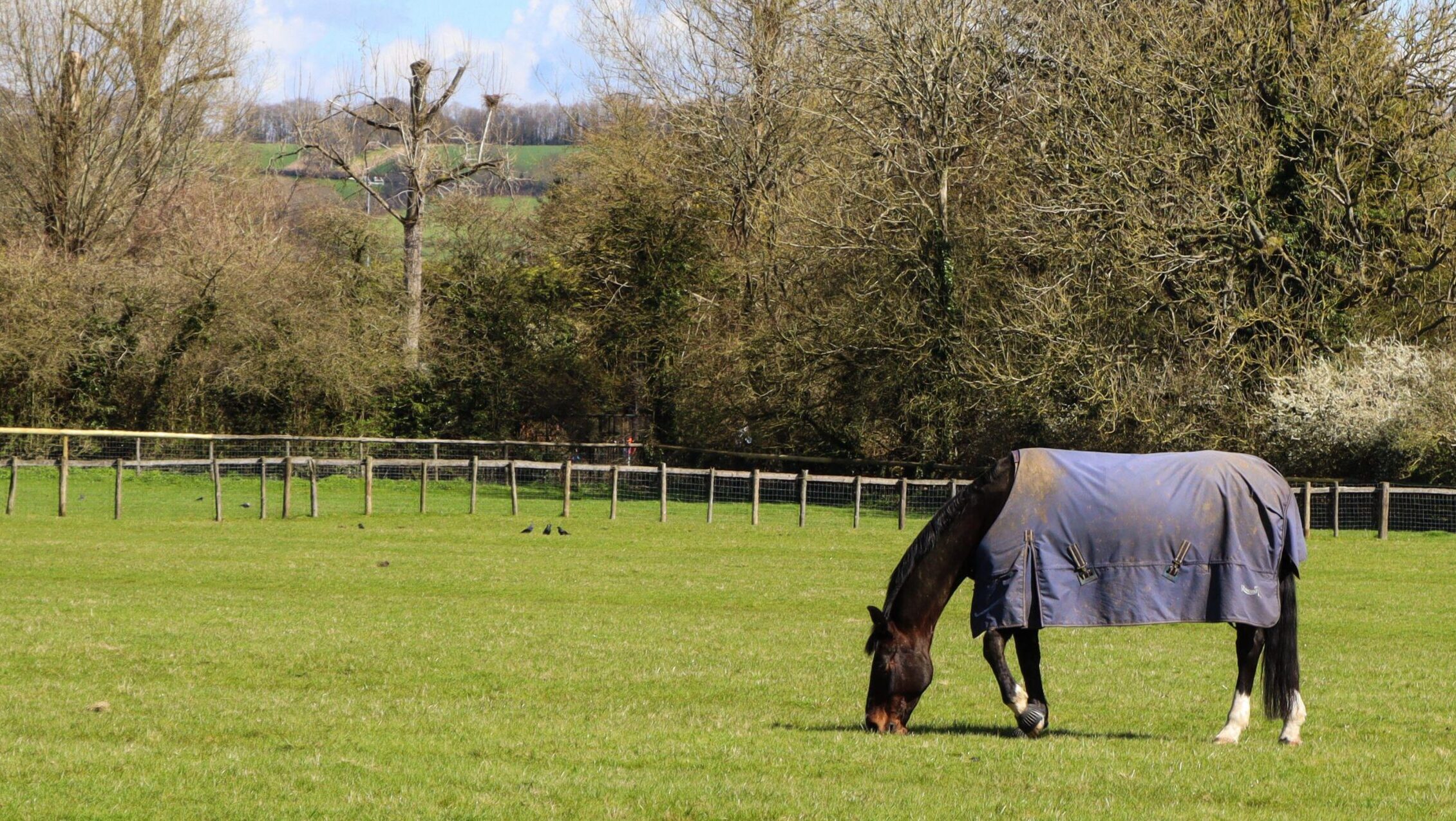 Horse grazing in field with a rug on