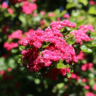 Hawthorn ‘Paul’s Scarlet’ (Crataegus laevigata ‘Paul’s Scarlet’)