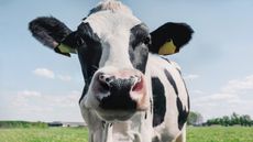 A close up of a cow's face