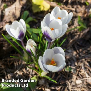 Crocus 'panda'