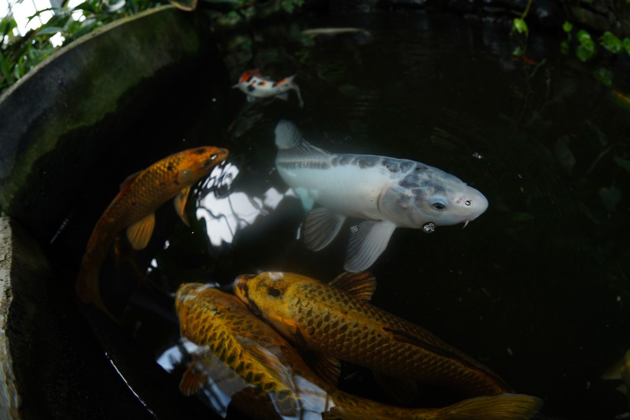 AstrHori 12mm f/2.8 Fisheye lens review