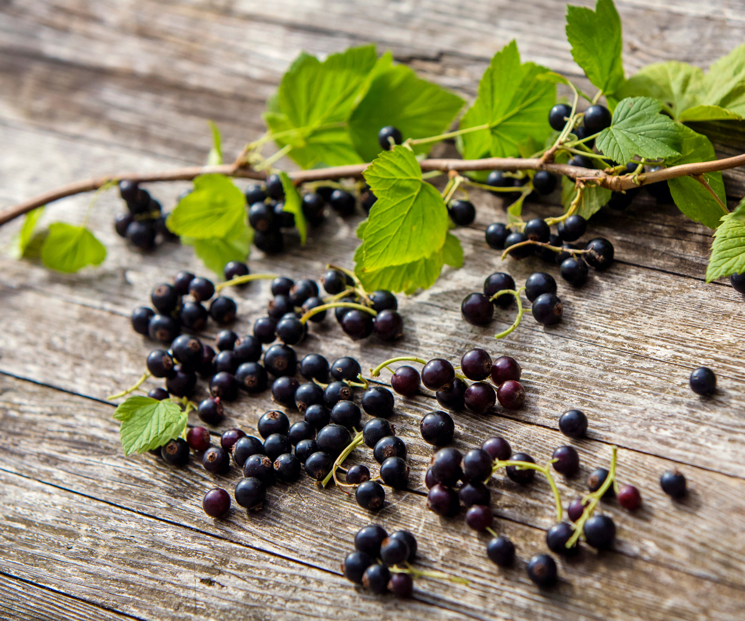 currant plant cutting with fruits on table