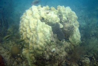A large colony of Monatstraea coral, likely over a century old, killed off by the 2010 cold snap.