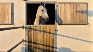 Grey horse looking out of his stable