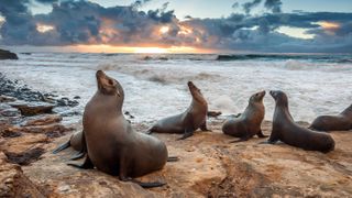 Sea Lions enjoying the last light of the day during sunset at La Jolla beach near San Diego, California.