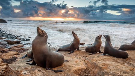 Sea Lions enjoying the last light of the day during sunset at La Jolla beach near San Diego, California.