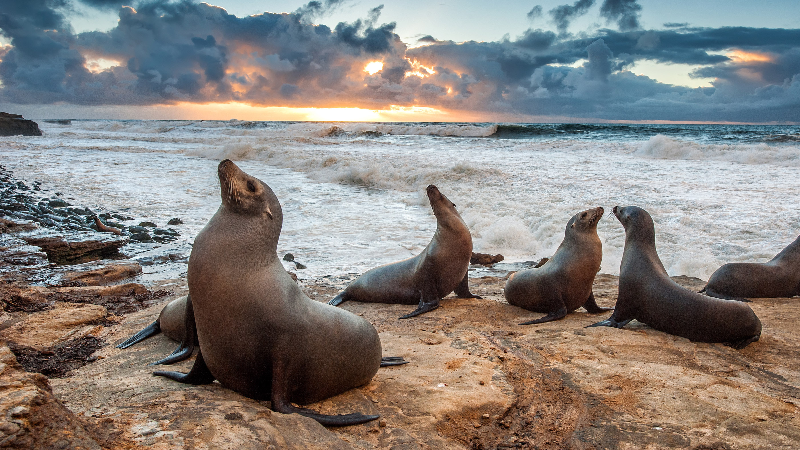 Sea Lions enjoying the last light of the day during sunset at La Jolla beach near San Diego, California.