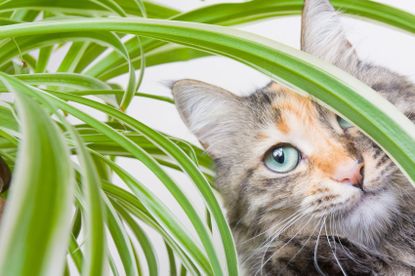 Cat With A Spider Plant