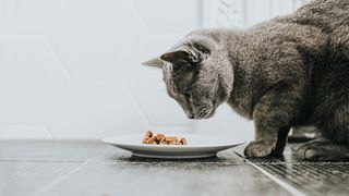 A grey cat eating dry food from a saucer