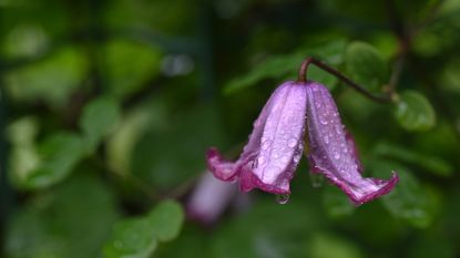 Bell-shaped clematis bloom in pink, with rain drops on the petals