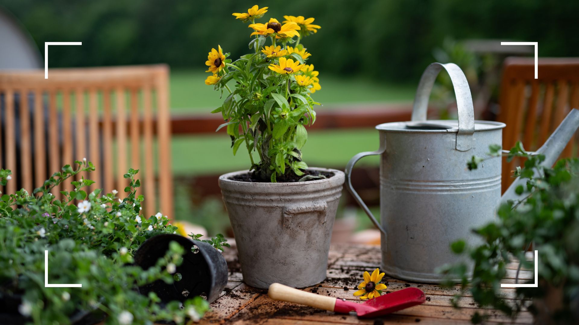 picture of flower being repotted on garden table with various tools