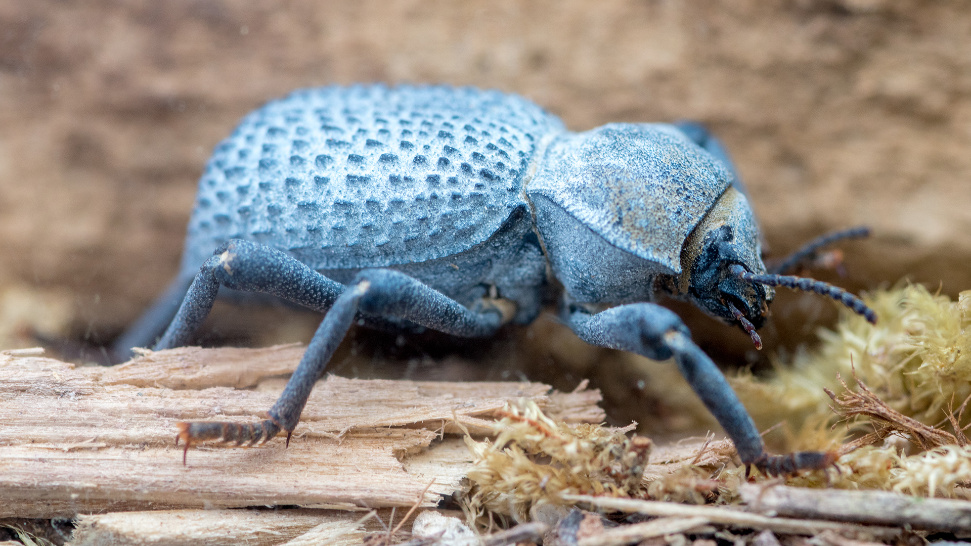 Desert ironclad beetles are known for their remarkable blue coloring.