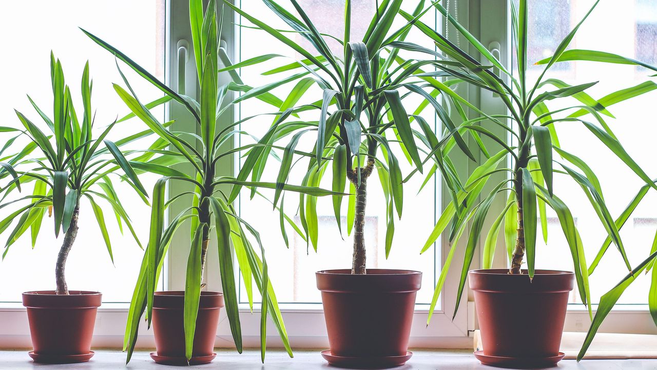 Four dracanea marginata indoor plants in flowerpots on window sill