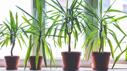 Four dracanea marginata indoor plants in flowerpots on window sill