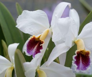 Cattleya percivaliana