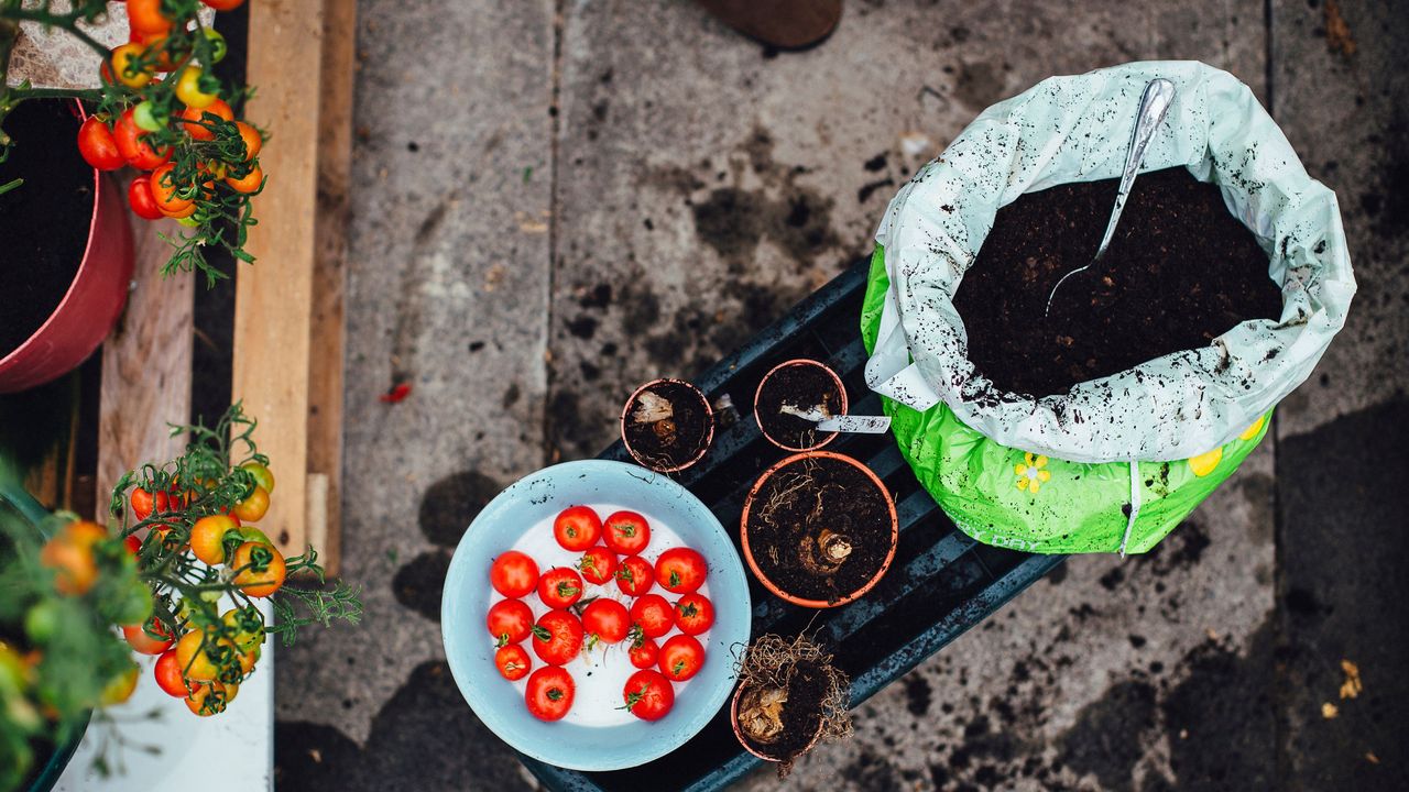 Tomatoes in soil surrounded by gardening equipment