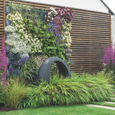 Ornamental grasses growing on a garden border in front of a wooden fence and vertical planting structure.