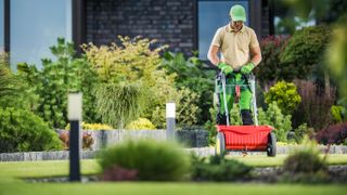 Man applying lime onto lawn