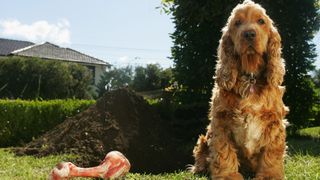 Why do dogs bury bones
