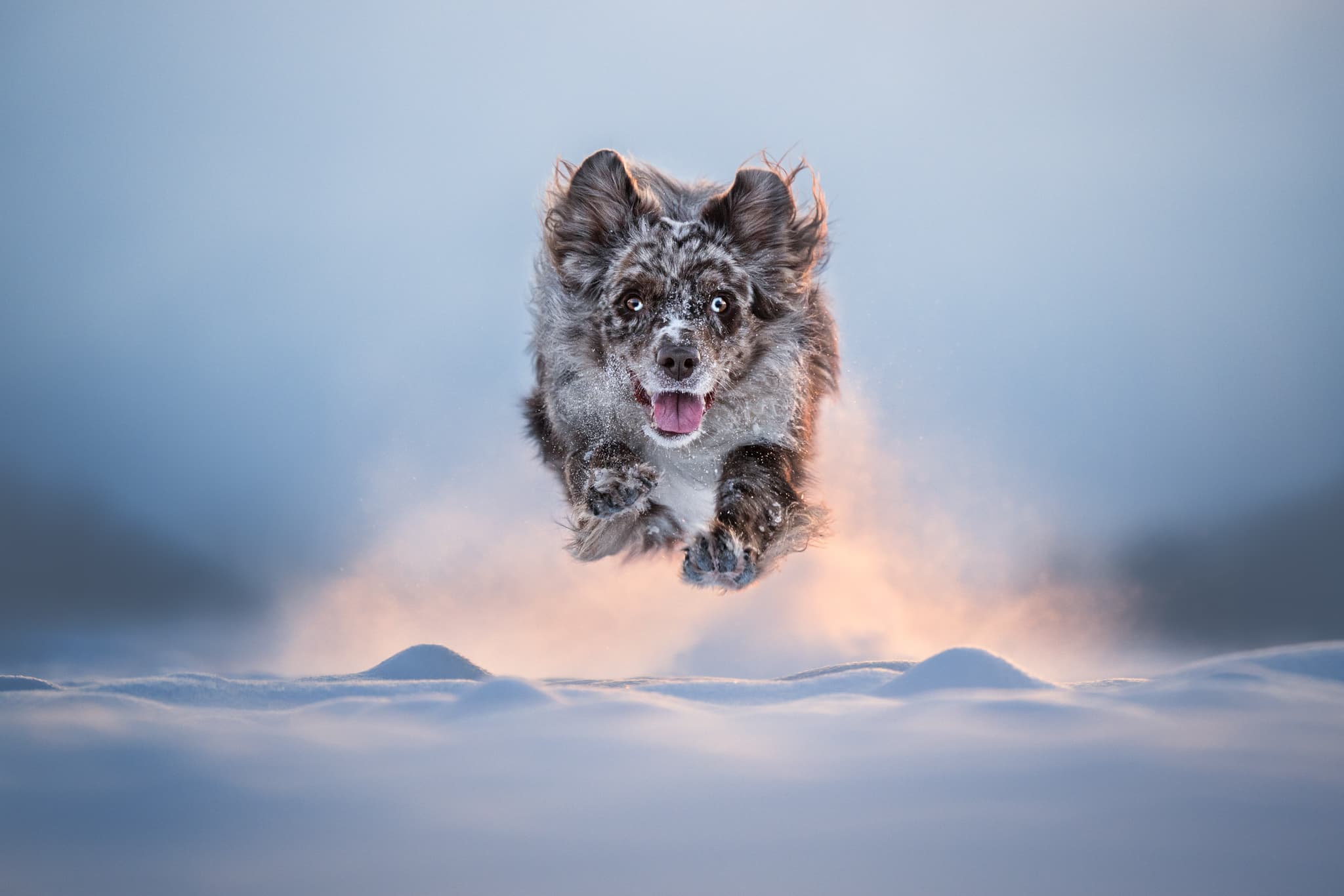 Energetic dog with crazy look on face running towards camera through snow.