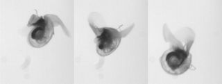 A time-lapse image sequence of a sea butterfly shows different stages of its wing beat.