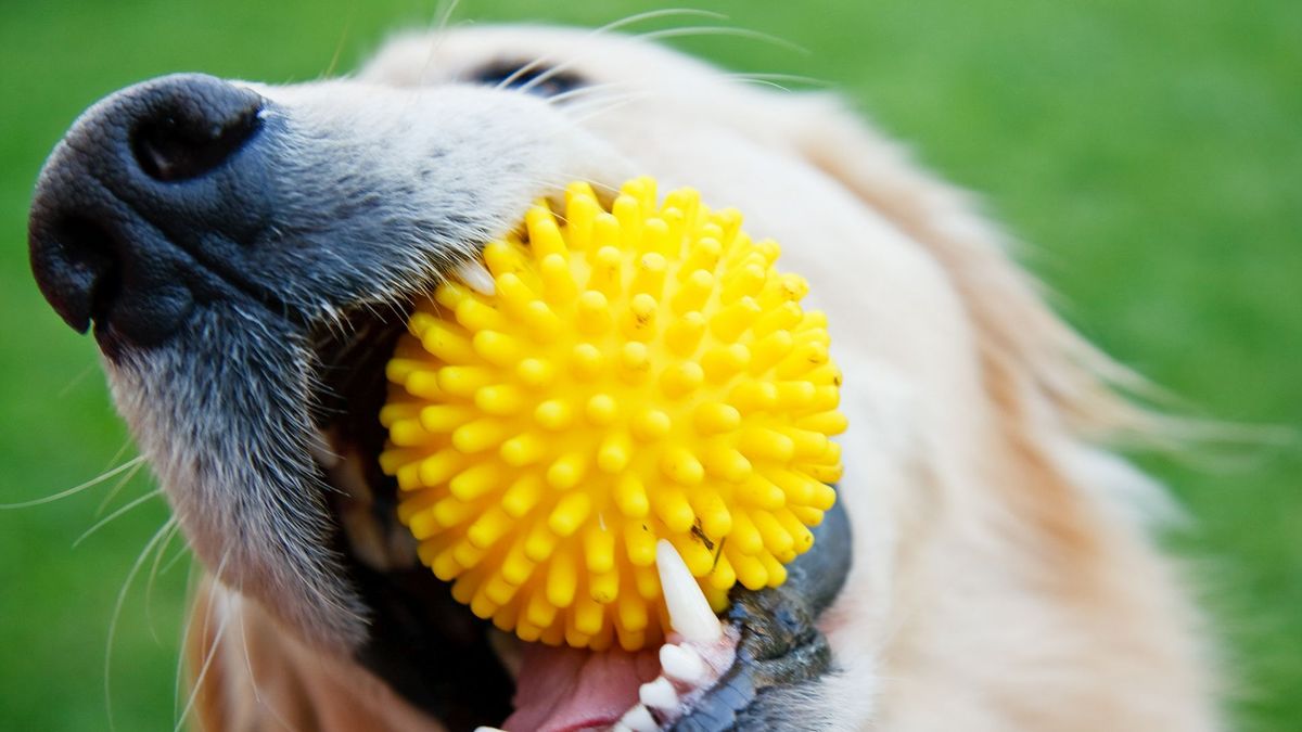 Dog with toy in its mouth