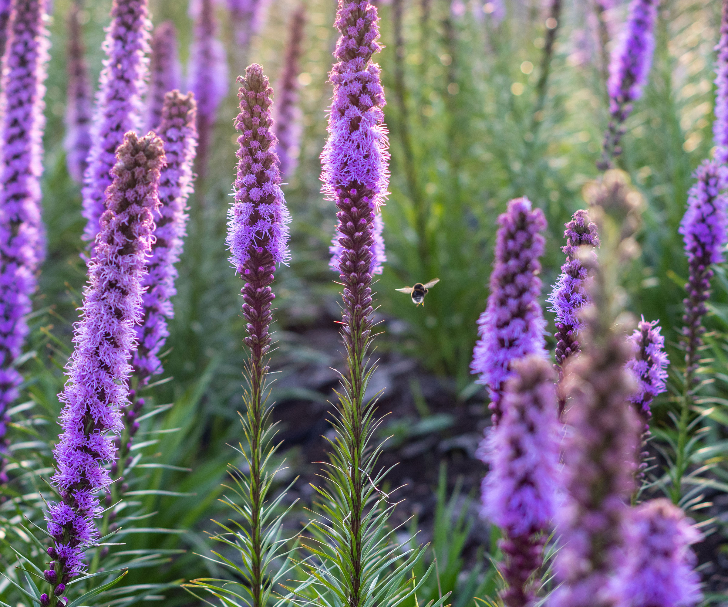 liatris flowers in full bloom