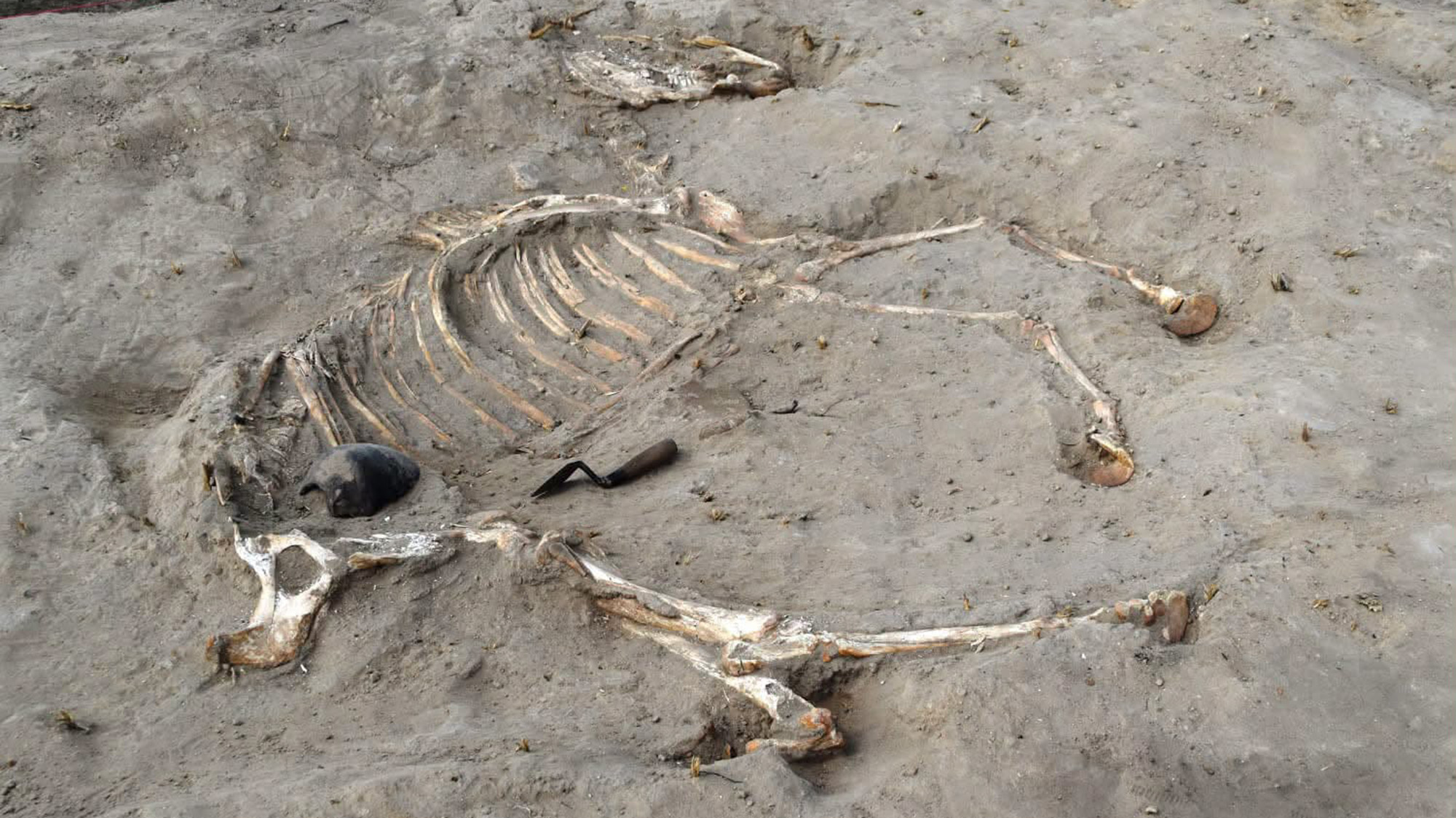 A view of a half unearthed skeleton.