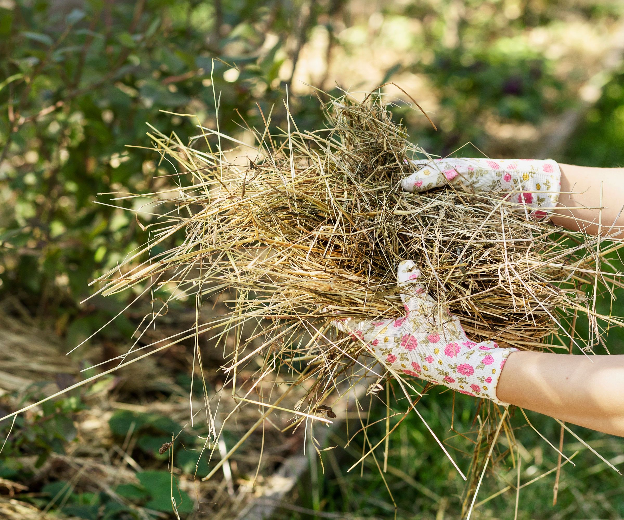 hand in gloves holding straw for mulch