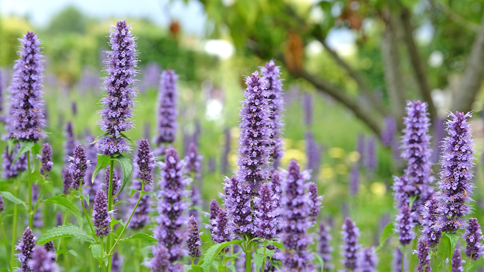Purple agastache flowers in full bloom during summer