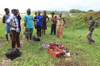 Local fishers in Brazzaville in the Republic of Congo with a butchered Atlantic humpback dolphin, a West African endemic that has been extirpated from much of its range as fisheries decline and people shift to other sources of protein.