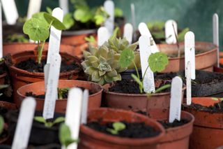 seedlings potted up for thrifty gardening
