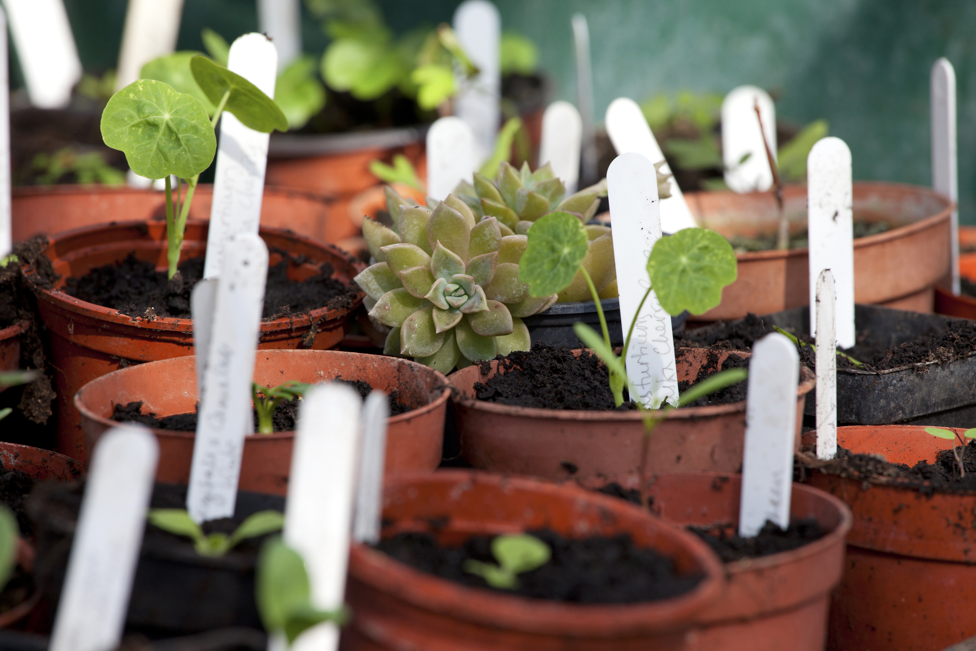 seedlings potted up for thrifty gardening