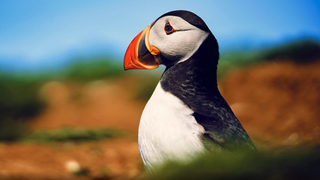 BBC Wild Isles trailer featuring brightly-coloured puffin seabird.