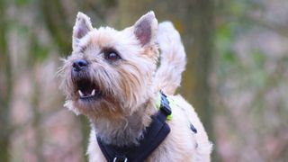 Barking cairn terrier