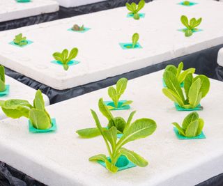 Styrofoam hydroponic garden