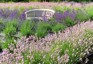 cottage garden layout ideas: lavender and bench