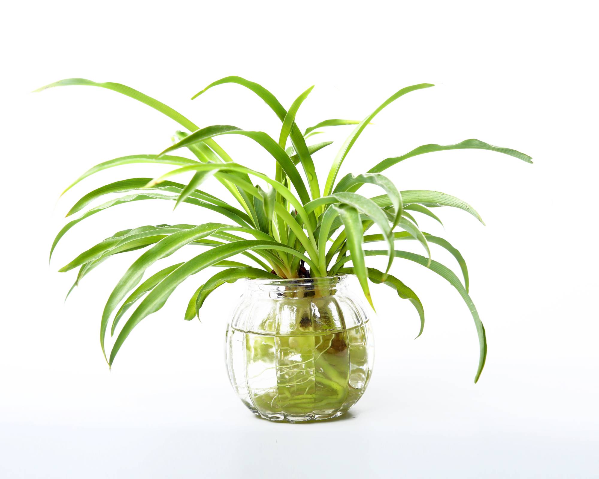 Spider plant growing in water