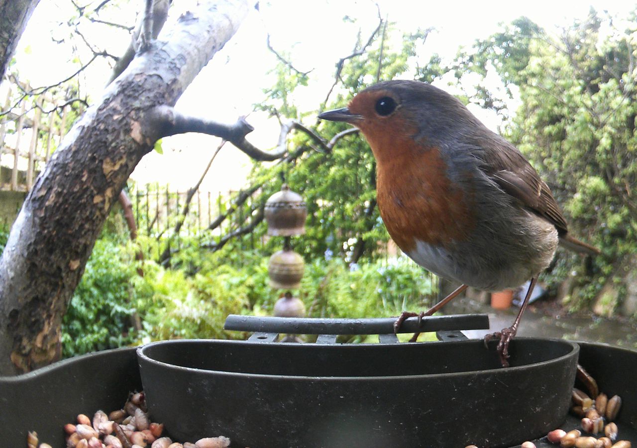 Sample photo taken with Technaxx Bird Feeder Camera