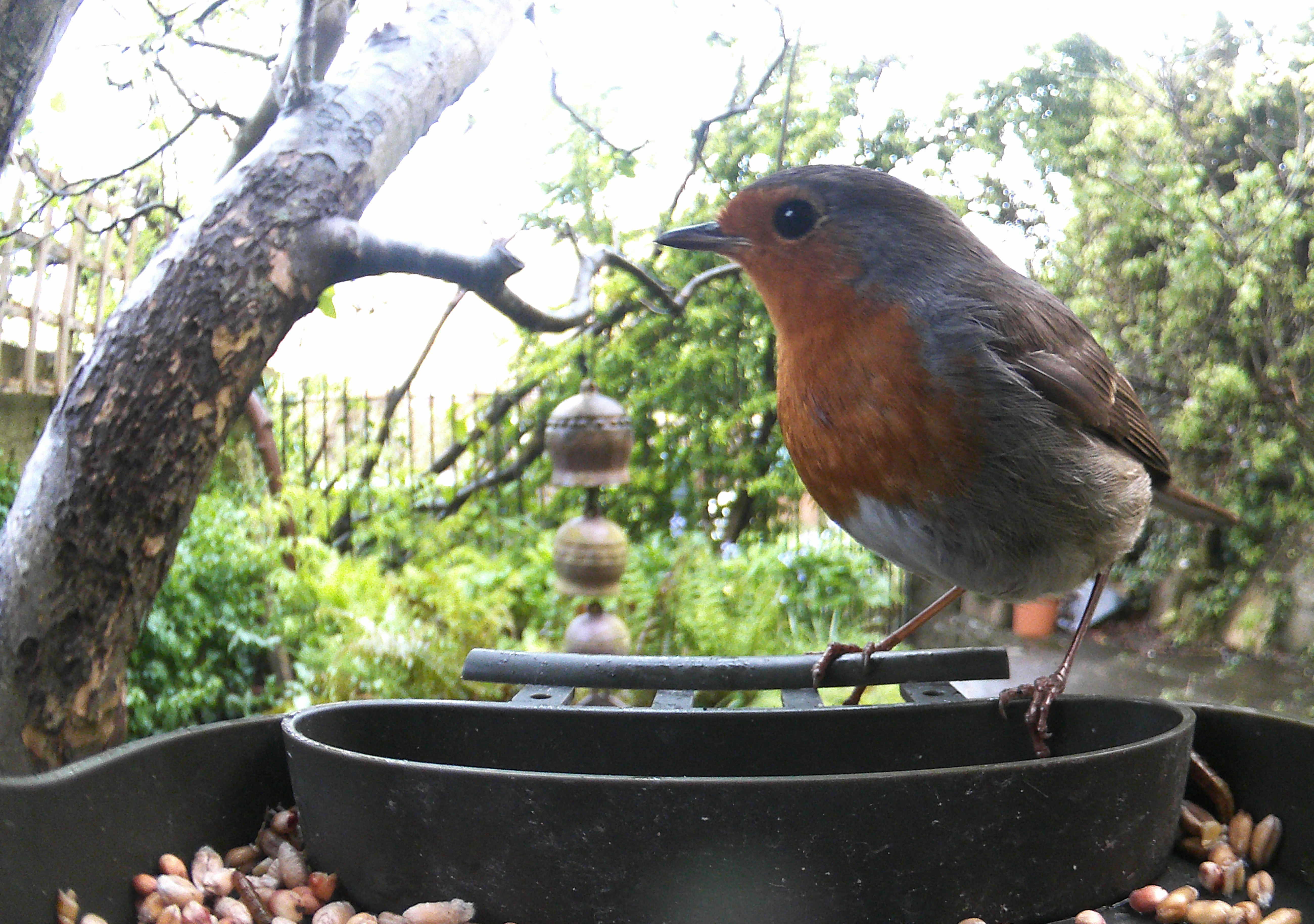 Sample photo taken with Technaxx Bird Feeder Camera
