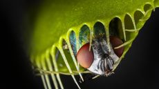 Carnivorous plants like Venus flytraps have evolved to be skillful hunters.