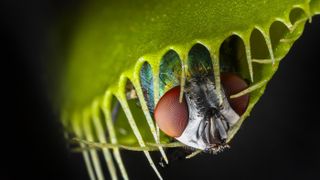 Carnivorous plants like Venus flytraps have evolved to be skillful hunters.