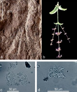 Impressions of flowering stems were recently found in ancient graves in Israel b) Flowing stems of Salvia judaica c-d) Jigsaw-puzzle phytoliths indicating tissue of a dicot plant.