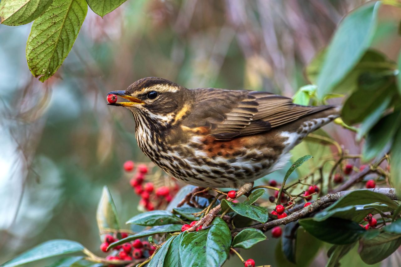 The redwing (Turdus iliacus), a winter visitor to the British Isles, is given away by the terracotta colouring on its flanks and the cream stripe above its eyes.