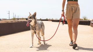 Young woman going walkies with her dog