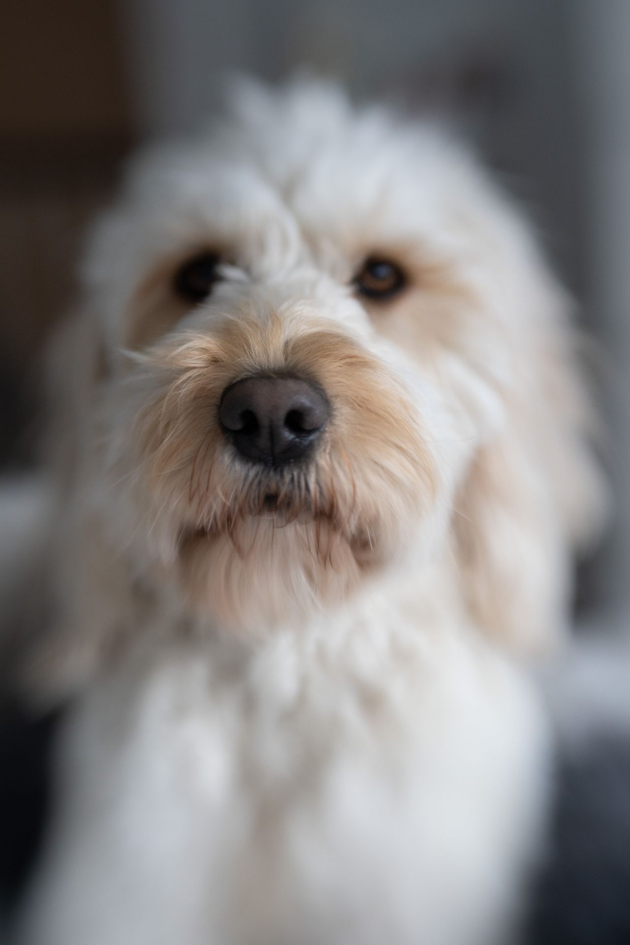 Lensbaby Double Glass II Optic review