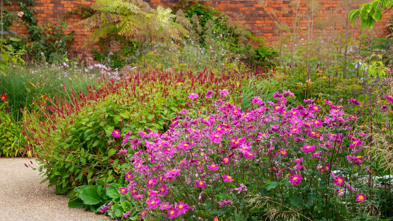 An autumn garden filled with perennials like Japanese anemones