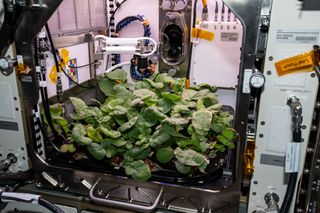 Radish plants are pictured growing for the Plant Habitat-02 experiment that could help optimize plant growth in the unique environment of space and evaluate nutrition and taste of the plants.