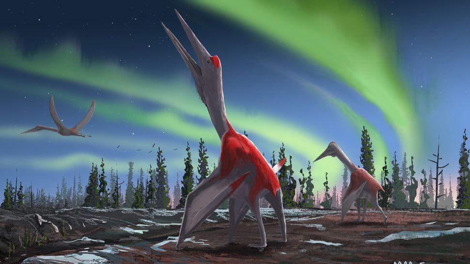 Meet 'Cold Dragon of the North Winds,' the Giant Pterosaur That Once Soared Across Canadian Skies