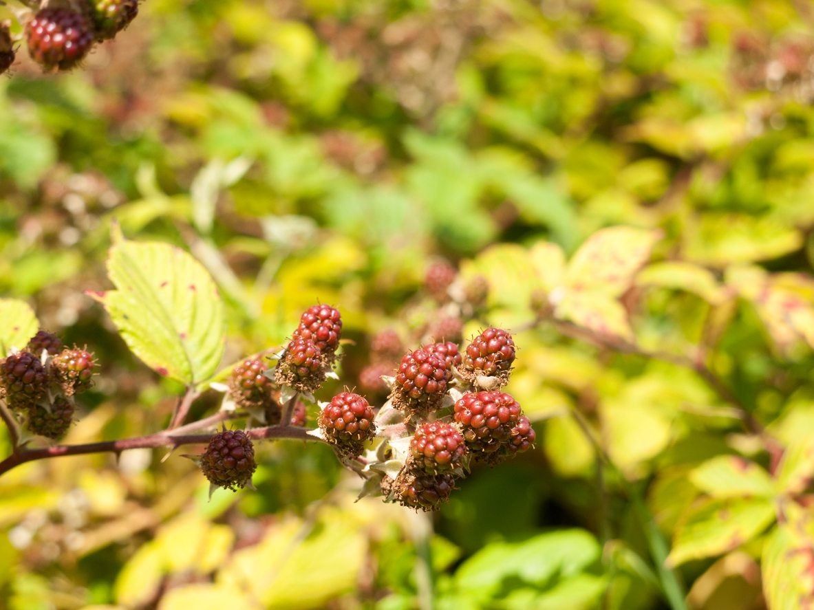 unripe blackberries